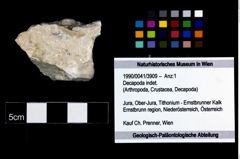 Foto (Objekt + Etikett) von Decapoda indet.  (NHMW-GEO-1990-0041-3909)